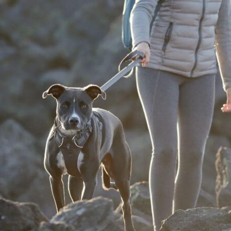 Ruffwear Front Range Harness - Twilight Grey-4